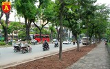 Trồng cây cảnh, phủ xanh dải phân cách ở đường Kim Mã